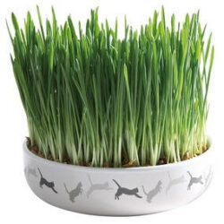 Trixie Trixie Ceramic Bowl whit Cat Grass - macskafű kerámiatálban. ø 15×4 cm (50g)