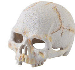 Hagen Hagen Exo Terra Primate Skull - búvóhely (koponya formájú) terráriumokba