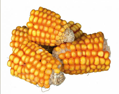Trixie Trixie Pieces of Maize Cobs - kiegészítő eleség (kukorica) rágcsálók részére (300g)