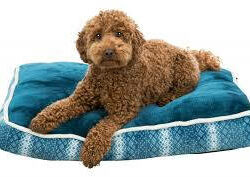 Trixie Trixie Xmas Lumi cushion - négyszögletes párna (petrolzöld/fehér) kutyák részére (70x50cm)