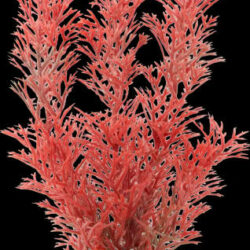 Tetra Tetra Decoart Plant - műnövény (red foxtail) 23cm