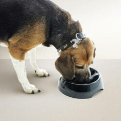 SAVIC SAVIC Slow Down - evéslassító tál (fekete vagy fehér) kutyák részére (1100ml)