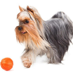 LIKER LIKER 5 Line - játék (narancssárga) kutyák részére (ø5cm)