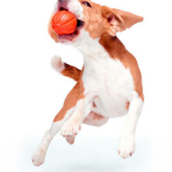 LIKER LIKER 7 Line - játék (narancssárga) kutyák részére (ø7cm)