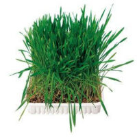 Trixie - Trixie Small Animal Grass - kiegészítő eledel (fű) rágcsálók részére (100g)