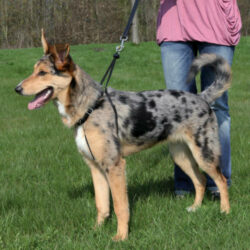 Trixie - Trixie EasyWalk - Húzásgátló hám - fekete - (S) 27-36cm/20mm