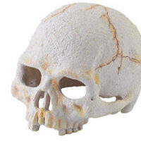 Hagen - Hagen Exo Terra Primate Skull - búvóhely (koponya formájú) terráriumokba