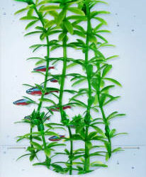 Tetra - Tetra Decor Plant - műnövény (Anacharis) akváriumokba (L) 30cm