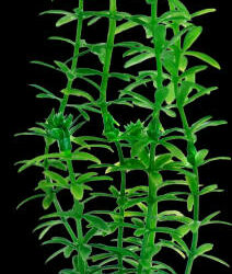 Tetra - Tetra DecoArt Plantastics - műnövény (Anacharis) akváriumok részére (M) 23cm