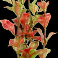 Tetra - Tetra Decoor Plant  - műnövény (Red Ludwiga) akváriumokba (M) 23cm