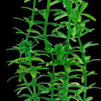 Tetra - Tetra Decoart Plant - műnövény (Anacharis) akváriumi dísznövény (S) 15cm