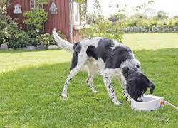 Trixie - Trixie Automatic Outdoor Water Trough - itató (slagra szerelhető) kutyák