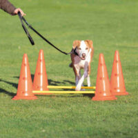 Trixie - Trixie Sporting Obstacle Set - agility akadály (ugró akadály) kutyák részére (Ø30cm x 50/100cm)