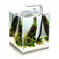 Aqua-el - Aquael Shrimp Set Smart Day&Nnight 10 white - Nano akvárium (fehér) garnélarákoknak és kisebb halaknak (20x20x25cm)