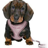 Trixie - Trixie Junior Puppy Soft Harness with Leash - hám és póráz (világos lila) kölyök kutyák részére 26–34 cm/10mm