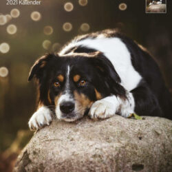 Trixie - Trixie Calendar Australian Shepherd - falinaptár (Ausztrál juhászkutya) 2021