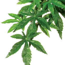 Hagen - Exo-Terra Silk Plant Abutilon Small - Terráriumi selyem műnövény dekoráció (Selyemmályva) cca.32cm