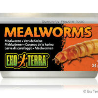 Hagen - Exo-Terra Exo Terra Mealworms - eledel (Lisztkukac) terráriumi állatok részére (34g)