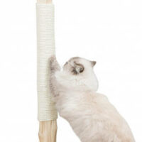 Trixie - Trixie Scratching post - kaparófa (bézs) macskák részére (93cm)