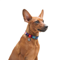 WAU DOG - WAUDOG collar NASA21 - nyakörv (QR kódos