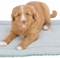 Trixie - Trixie junior lying mat - fekhely (világosszürke/menta) kölyök kutyák részére (70x50cm)