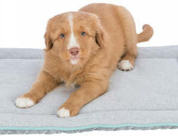 Trixie - Trixie junior lying mat - fekhely (világosszürke/menta) kölyök kutyák részére (70x50cm)