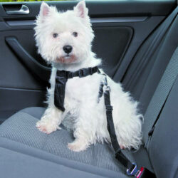 Trixie - Trixie Car Harness - biztonsági öv kutyák részére - XS - (20-50cm/15mm)