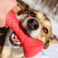 PitchDog - PitchDog Safe And Durable Barbell-Shaped Dog Toy - játék (súlyzó