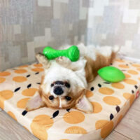 PitchDog - PitchDog Safe And Durable Barbell-Shaped Dog Toy - játék (súlyzó