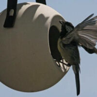 Trixie - Trixie Futterkugel - madáretető (szürke) kerti madarak részére (Ø15