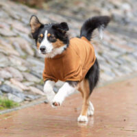 Trixie - Trixie CityStyle Amsterdam sweatshirt - pulóver (rozsdabarna) kutyák részére (L) 55cm