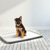 SAVIC - SAVIC Puppy Trainer Starter Kit - pelenkafeszítő tálca 97x67x17cm (XL)