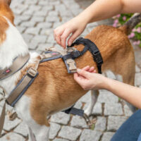 TRIXIE - Trixie Stay Panic-adaptor for harnesses
